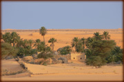 oasis dans le desert du sahara en mauritanie, afrique